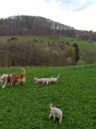 Golden Doodle Welpen