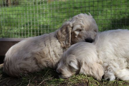 Golden Doodle Welpen