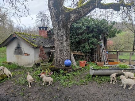 Golden Doodle Welpen