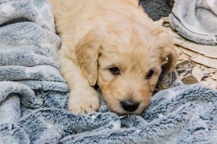 Golden Doodle Welpen
