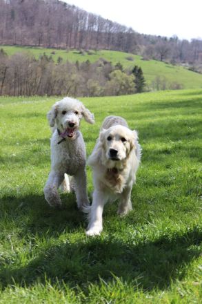 Golden Doodle Welpen