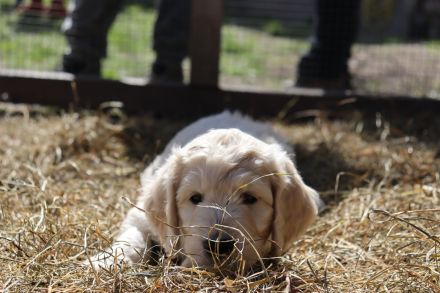 Golden Doodle Welpen