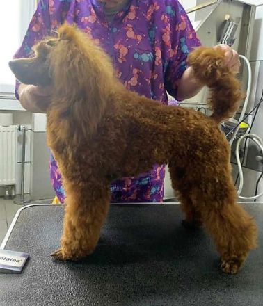 " DDANS DREAM TIM "  SPECIAL BOY  /  FCI