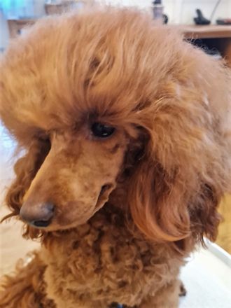 " DDANS DREAM TIM "  SPECIAL BOY  /  FCI