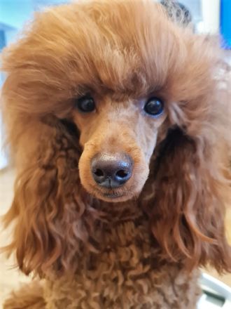 " DDANS DREAM TIM "  SPECIAL BOY  /  FCI