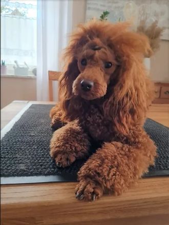 " DDANS DREAM TIM "  SPECIAL BOY  /  FCI