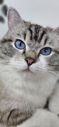 Cattery von Chawerim