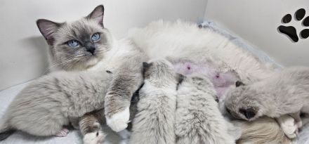 Cattery von Chawerim