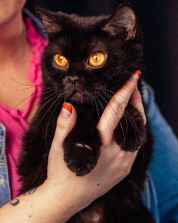 Cattery von Chawerim