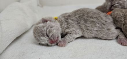 Cattery von Chawerim