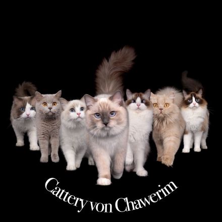 Cattery von Chawerim