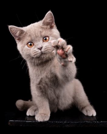 Cattery von Chawerim