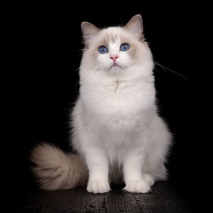 Cattery von Chawerim