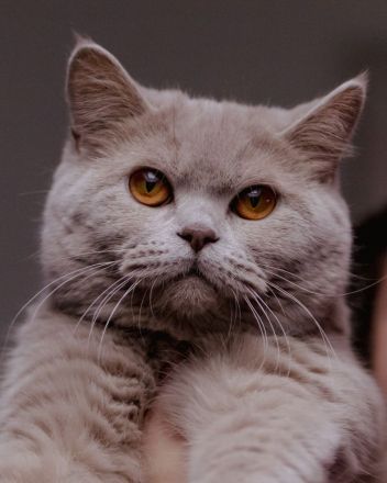 Cattery von Chawerim