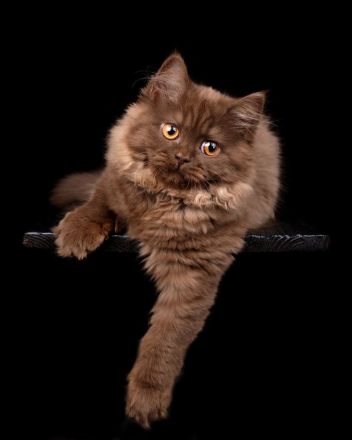 Cattery von Chawerim