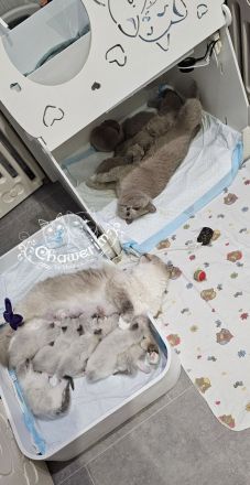 Cattery von Chawerim