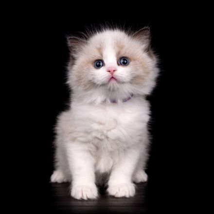 Cattery von Chawerim