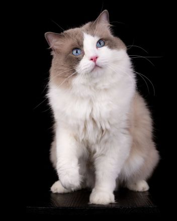 Cattery von Chawerim
