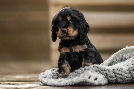 Wurfankündigung Englisch Cocker Spaniel