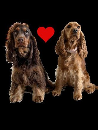 Wurfankündigung Englisch Cocker Spaniel