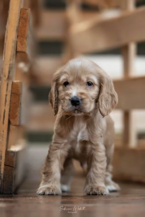 Wurfankündigung Englisch Cocker Spaniel