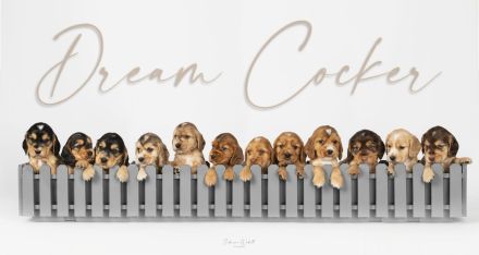 Wurfankündigung Englisch Cocker Spaniel