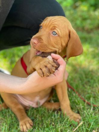 Tierärztliche Magyar Vizsla-Zucht "vom Welfeneschloss" hat aktuell einen Wurf