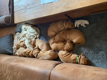 Tierärztliche Magyar Vizsla-Zucht "vom Welfeneschloss" hat aktuell einen Wurf