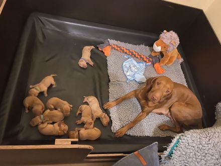 Tierärztliche Magyar Vizsla-Zucht "vom Welfeneschloss" hat aktuell einen Wurf