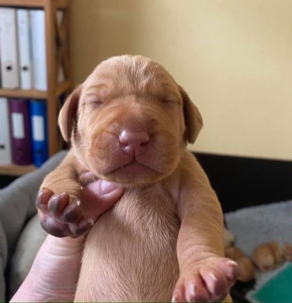 Tierärztliche Magyar Vizsla-Zucht "vom Welfeneschloss" hat aktuell einen Wurf