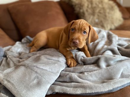 Tierärztliche Magyar Vizsla-Zucht "vom Welfeneschloss" hat aktuell einen Wurf