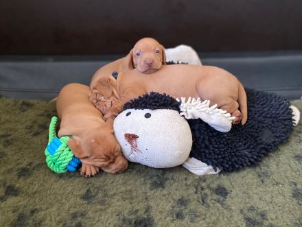 Tierärztliche Magyar Vizsla-Zucht "vom Welfeneschloss" hat aktuell einen Wurf