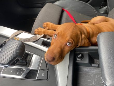 Tierärztliche Magyar Vizsla-Zucht "vom Welfeneschloss" hat aktuell einen Wurf