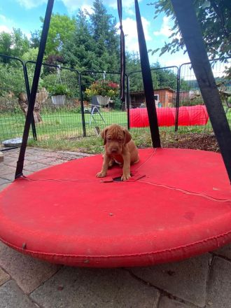 Tierärztliche Magyar Vizsla-Zucht "vom Welfeneschloss" hat aktuell einen Wurf
