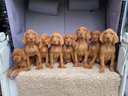 Tierärztliche Magyar Vizsla-Zucht "vom Welfeneschloss" hat aktuell einen Wurf