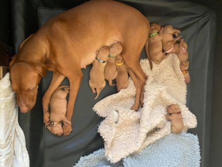 Tierärztliche Magyar Vizsla-Zucht "vom Welfeneschloss" hat aktuell einen Wurf
