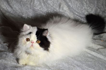 Perser Kater kastriert