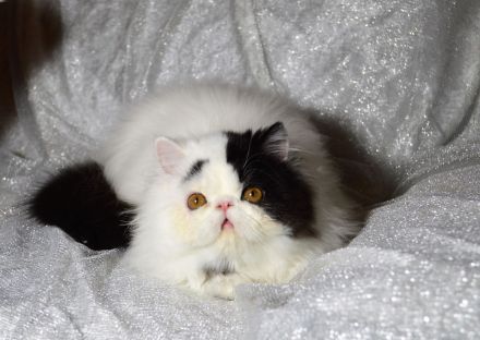 Perser Kater kastriert