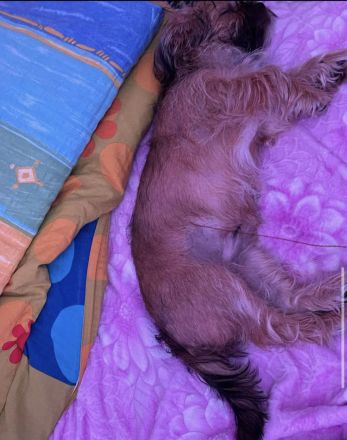 Welpe Yorkier Terrier und shit zu mix