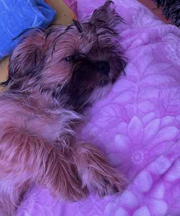 Welpe Yorkier Terrier und shit zu mix