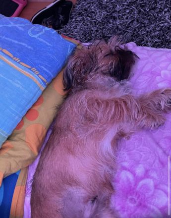 Welpe Yorkier Terrier und shit zu mix