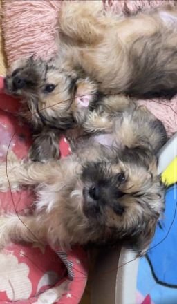 Welpe Yorkier Terrier und shit zu mix