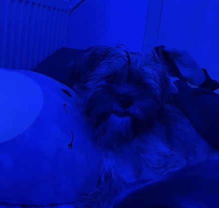 Welpe Yorkier Terrier und shit zu mix