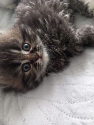 Reinrassige Perser Kitten