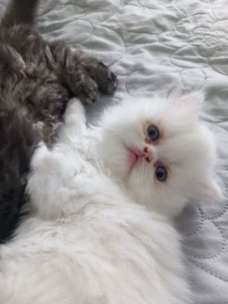 Reinrassige Perser Kitten