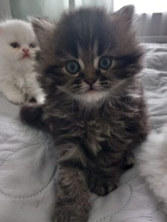 Reinrassige Perser Kitten