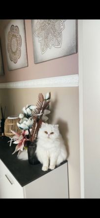 Reinrassige Perser Kitten