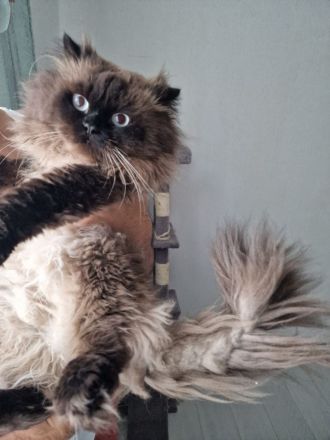 Reinrassige Perser Kitten