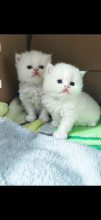 Reinrassige Perser Kitten