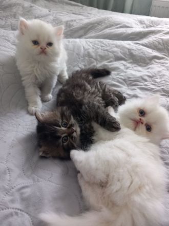 Reinrassige Perser Kitten